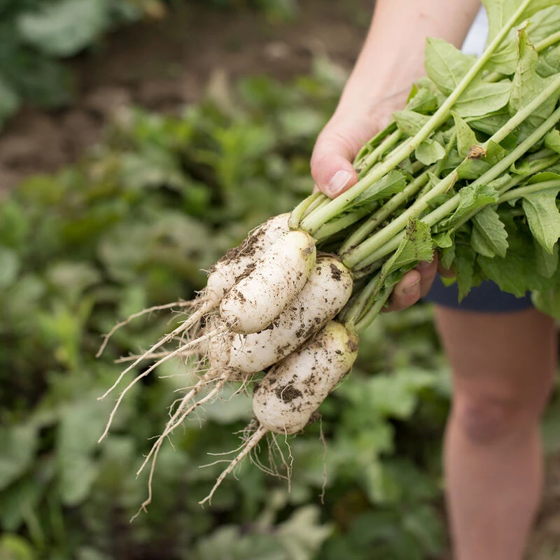 Mini Mak 3 Mini Mak - Image 2