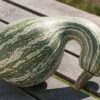 Green Striped Cushaw -Plant Seeds Sales 03899 01 greencushaw