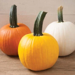 Plant Seeds Sales -Plant Seeds Sales 03910 01 sunlight