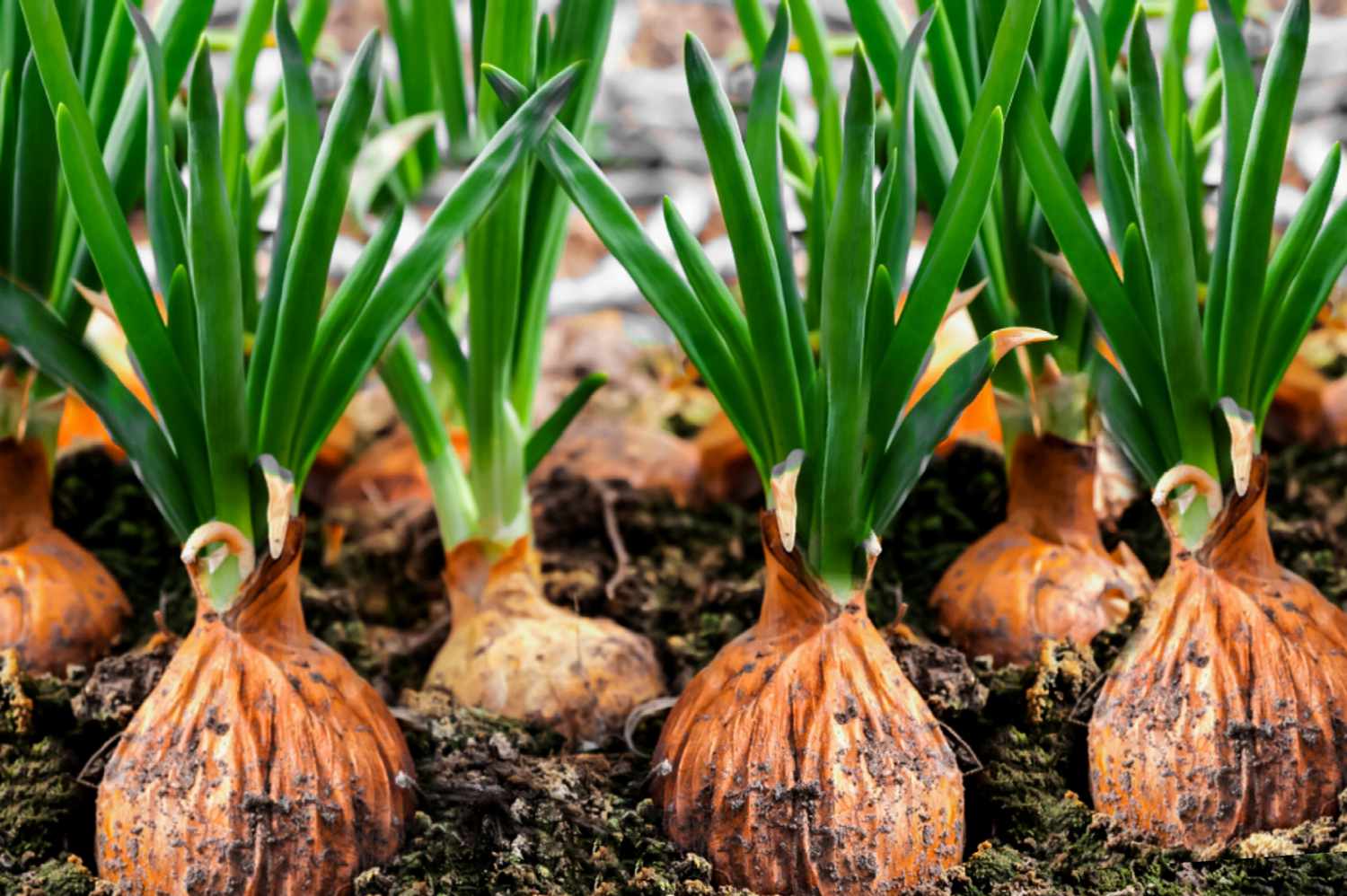 Plant Seeds Sales -Plant Seeds Sales growing onions 1403447 01 38d480a2d16d4ea0b0dd174f42785e1d