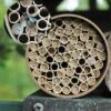 Mason Bee Kit 68 Tubes -Plant Seeds Sales mason bee kit 68 tubes