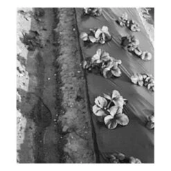 Black Poly Mulching Film - 1 Mil Embossed (3'x4000') -Plant Seeds Sales mm206 hi