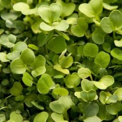 Peaceful Valley Good Bug Blend - Nitrocoated (lb) -Plant Seeds Sales pbe970 2 web