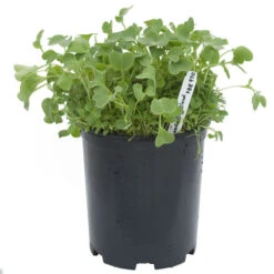 Peaceful Valley Good Bug Blend - Nitrocoated (lb) -Plant Seeds Sales pbe970 a