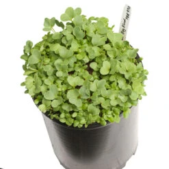 Peaceful Valley Good Bug Blend - Nitrocoated (lb) -Plant Seeds Sales pbe970 a 1