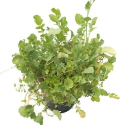 Peaceful Valley Good Bug Blend - Nitrocoated (lb) -Plant Seeds Sales pbe970 b