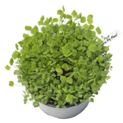 Peaceful Valley Low-Growing Good Bug Blend - Nitrocoated (lb) 9 Peaceful Valley Low-Growing Good Bug Blend - Nitrocoated (lb) -Plant Seeds Sales pbe980 a