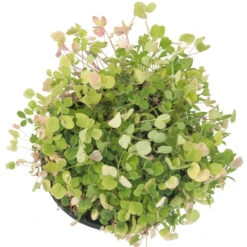 Peaceful Valley Low-Growing Good Bug Blend - Nitrocoated (lb) 8 Peaceful Valley Low-Growing Good Bug Blend - Nitrocoated (lb) -Plant Seeds Sales pbe980 c 1