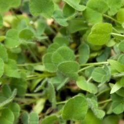 Peaceful Valley Low-Growing Good Bug Blend - Nitrocoated (lb) 11 Peaceful Valley Low-Growing Good Bug Blend - Nitrocoated (lb) -Plant Seeds Sales pbe980 web