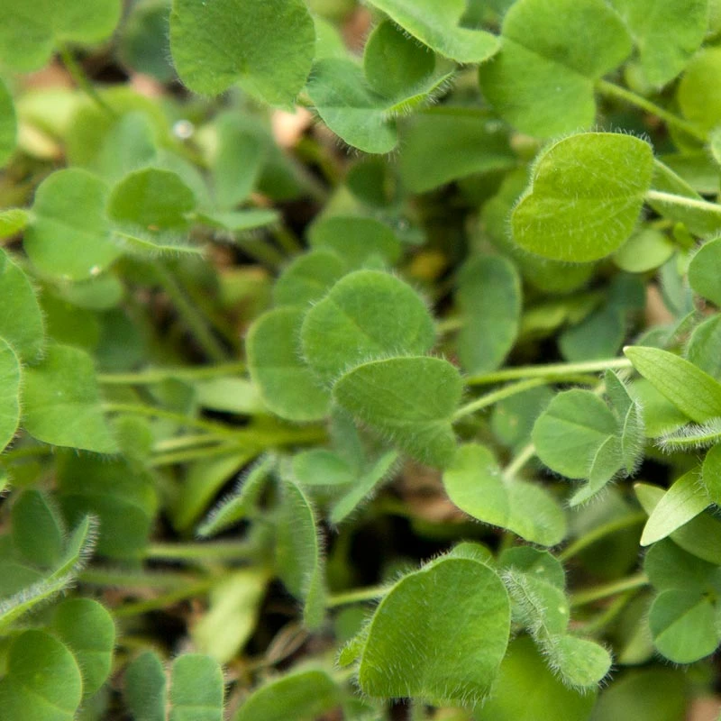 Peaceful Valley Low-Growing Good Bug Blend - Nitrocoated (lb) 7 Peaceful Valley Low-Growing Good Bug Blend - Nitrocoated (lb) - Image 5