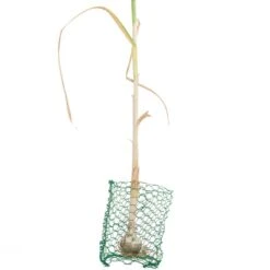 Root Guard Gopher Basket Mini (6/pk) -Plant Seeds Sales pbr500 a