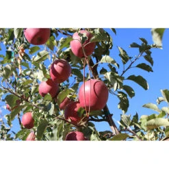 Isomate-CTT Confusion Lures (400 Lures) (OID COMM) -Plant Seeds Sales pit691 web2