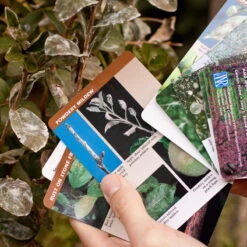 Tree Fruit Pest ID And Monitoring Cards -Plant Seeds Sales powdery mildew a 1 1